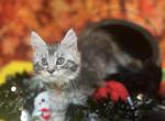 Hunger Games Litter - Maine Coon Kitten For Sale - Kalamazoo&comma; MI&comma; US