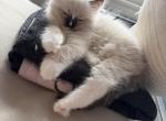 Stella - Ragdoll Kitten For Sale - New York&comma; NY&comma; US