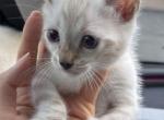 Snow Bengal Kitten - Bengal Kitten For Sale - Bellevue&comma; WA&comma; US