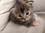 Peanut butter jellyNutella - Siberian Kitten For Sale - 