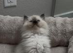 Ragdoll kittens - Ragdoll Kitten For Sale - Roseville&comma; CA&comma; US