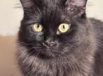 BLACK VELVET - Munchkin Kitten For Sale - 