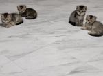 Cute Babies - British Shorthair Kitten For Sale - Sacramento&comma; CA&comma; US