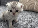 Scottish Straight female kitten light gray - Scottish Straight Kitten For Sale - Sterling&comma; VA&comma; US