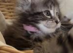 Thanks giving Maine coons - Maine Coon Kitten For Sale - Flint&comma; MI&comma; US