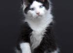 Businka - Maine Coon Kitten For Sale - Las Vegas&comma; NV&comma; US