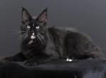 Richie - Maine Coon Kitten For Sale - Las Vegas&comma; NV&comma; US