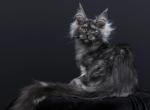 Sabrina - Maine Coon Kitten For Sale - Las Vegas&comma; NV&comma; US