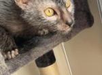 Ren - Lykoi Cat For Adoption - CA&comma; US