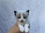 Mias kittens - Ragdoll Kitten For Sale - Auburn&comma; WA&comma; US