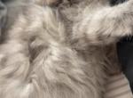 Happy family - Persian Kitten For Sale - San Diego&comma; CA&comma; US