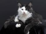 Rassy - Maine Coon Kitten For Sale - Las Vegas&comma; NV&comma; US