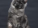 Casper - Maine Coon Kitten For Sale - Las Vegas&comma; NV&comma; US