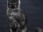 Diamond - Maine Coon Kitten For Sale - Las Vegas&comma; NV&comma; US