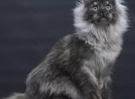 Dakota - Maine Coon Kitten For Sale - Las Vegas&comma; NV&comma; US