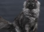 Bagira - Maine Coon Kitten For Sale - Las Vegas&comma; NV&comma; US