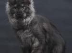 Cosmo - Maine Coon Kitten For Sale - Las Vegas&comma; NV&comma; US
