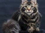 Elvis - Maine Coon Kitten For Sale - Las Vegas&comma; NV&comma; US