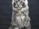 Chester - Maine Coon Kitten For Sale - Las Vegas&comma; NV&comma; US