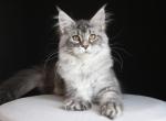 Michel - Maine Coon Kitten For Sale - Las Vegas&comma; NV&comma; US