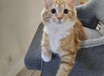 Betty White Claw - Domestic Kitten For Adoption - Boca Raton&comma; FL&comma; US