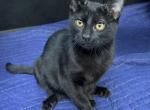 Male Kitten Quarter Siamese All Black - Domestic Kitten For Sale - 