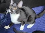 Half Siamese Male Kitten Black and White - Domestic Kitten For Sale - 
