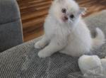 Raggedy Ann - Ragdoll Kitten For Sale - Lititz&comma; PA&comma; US