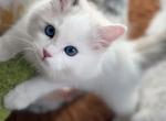 TICA RAGDOLL KITTENS - Ragdoll Kitten For Sale - Jamestown&comma; NY&comma; US
