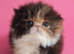 papered exotic longhair persian - Persian Kitten For Sale - Woodburn&comma; IN&comma; US