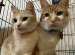 Zoe and Garfield - Domestic Cat For Adoption - Bronx&comma; NY&comma; US