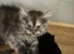Ragdoll Mainecoons - Maine Coon Kitten For Sale - Peabody&comma; MA&comma; US