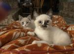 Sir Cleo - Siamese Kitten For Sale - White Cloud&comma; MI&comma; US