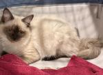 Chloe Female Seal Point - Ragdoll Kitten For Sale - PA&comma; US