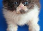 Tica exo longhair persian - Persian Kitten For Sale - Woodburn&comma; IN&comma; US