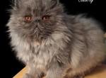 Cfa blue female persian kitten - Persian Kitten For Sale - Woodburn&comma; IN&comma; US