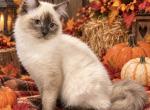 Chloe Female Seal Point - Ragdoll Kitten For Sale - PA&comma; US