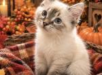 Cleo   TICA Registered  Female - Ragdoll Kitten For Sale - PA&comma; US