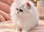 Bel esprit beauties - Persian Kitten For Sale - Golden&comma; CO&comma; US