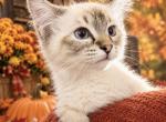 Cleo   TICA Registered  Female - Ragdoll Kitten For Sale - 