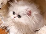Bel Esprit Angel - Persian Kitten For Sale - Golden&comma; CO&comma; US