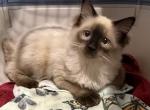 Cooper Male Ragdoll - Ragdoll Kitten For Sale - PA&comma; US