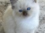 Woody - Ragdoll Kitten For Sale - Denver&comma; PA&comma; US