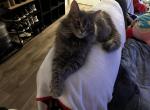 Kamine - Domestic Cat For Adoption - Brook Park&comma; OH&comma; US