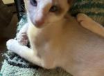 Evas Beautiful Snowshoe Siamese kittens - Siamese Kitten For Sale - Moneta&comma; VA&comma; US