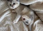 Creamy - Scottish Fold Kitten For Sale - Smyrna&comma; TN&comma; US