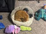 Simon - Domestic Cat For Sale - 
