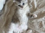 Moe - British Shorthair Kitten For Sale - Smyrna&comma; TN&comma; US