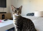 Leo - Domestic Kitten For Adoption - Los Angeles&comma; CA&comma; US