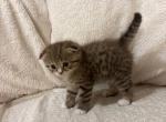 Teddies - Scottish Fold Kitten For Sale - Smyrna&comma; TN&comma; US